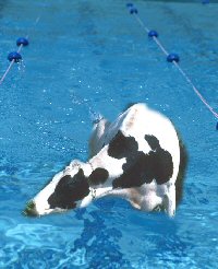 Can cow swim